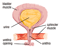 Bladder detail